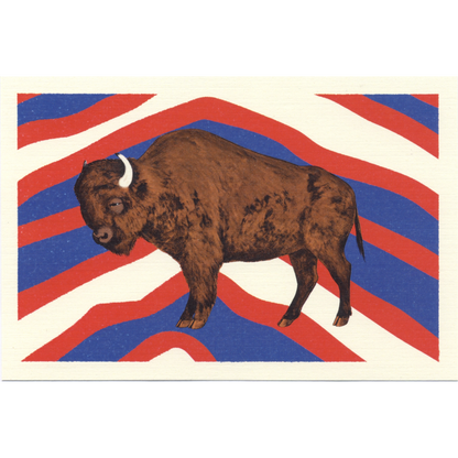 Buffalo (Bison) Postcard