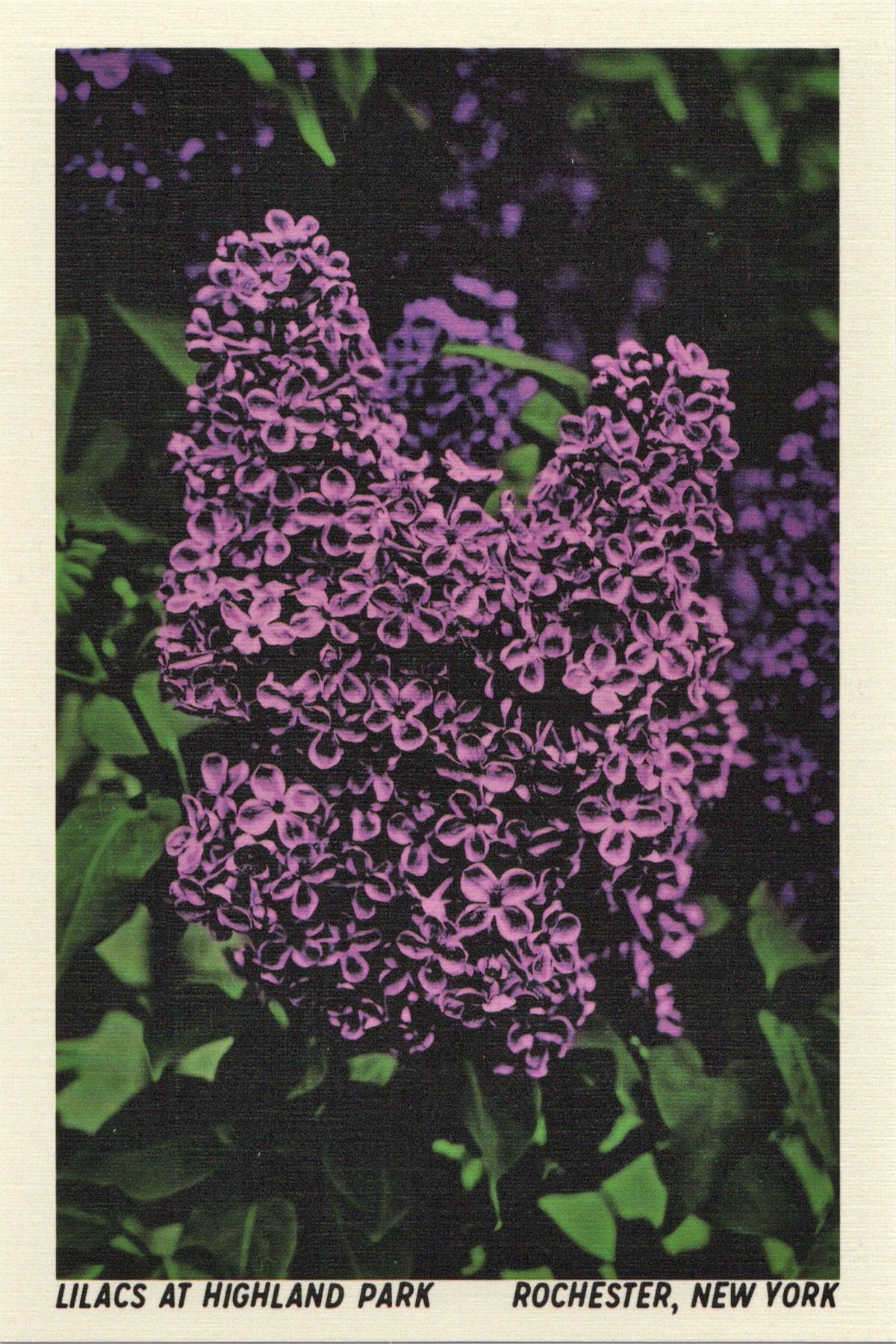 Lilacs at Highland Park Postcard