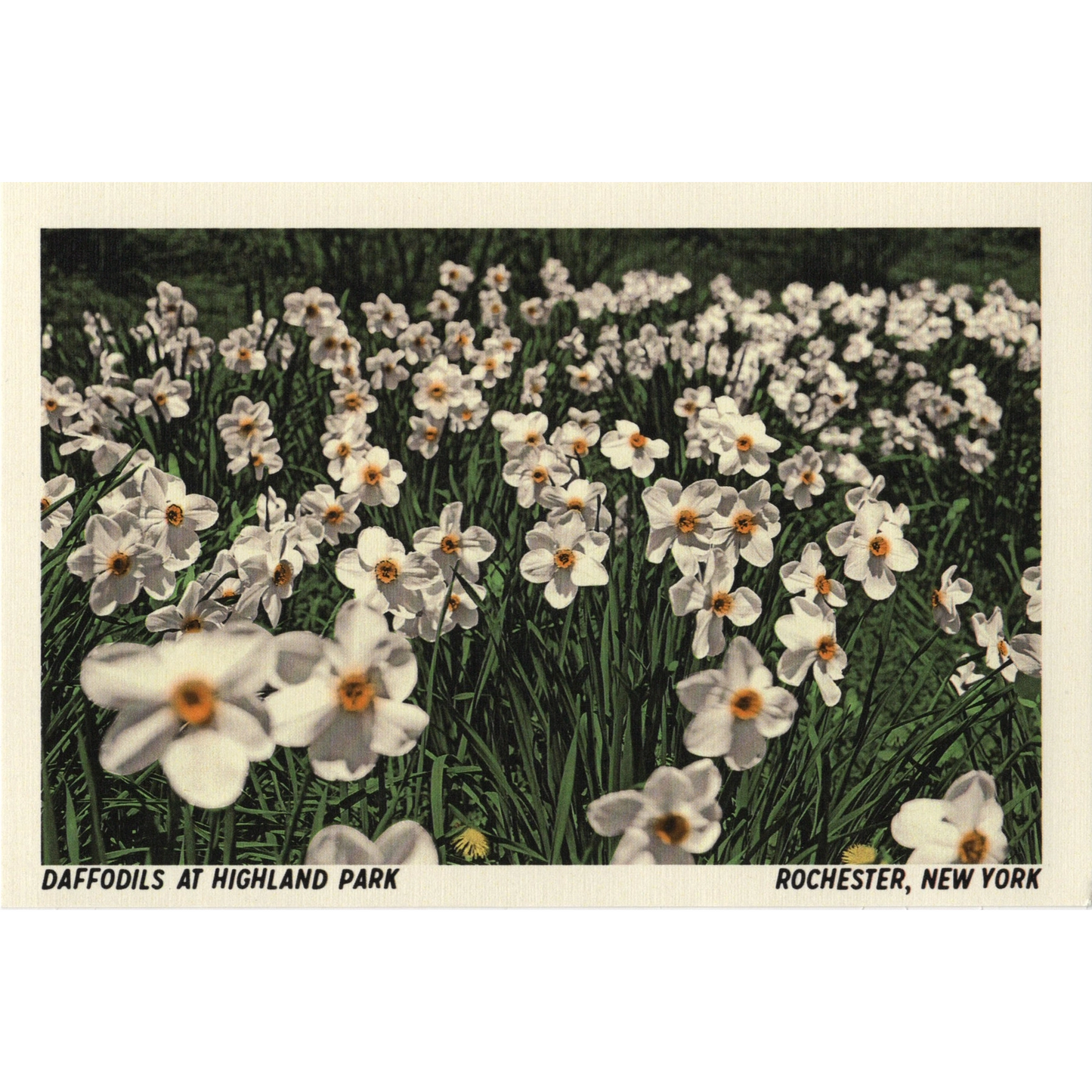 Daffodils at Highland Park Postcard