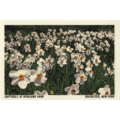 Daffodils at Highland Park Postcard