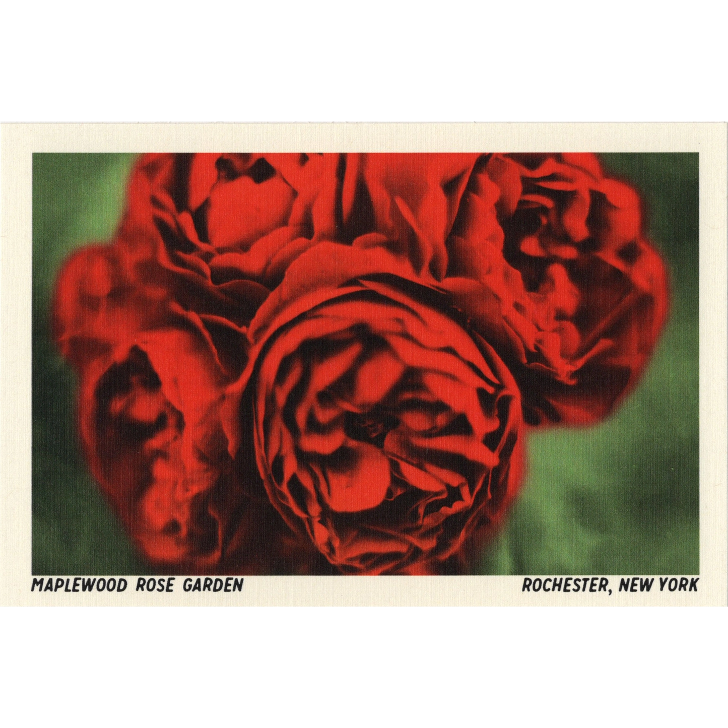 Maplewood Rose Garden Postcard