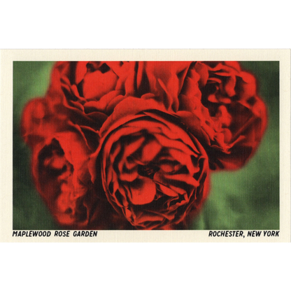 Maplewood Rose Garden Postcard