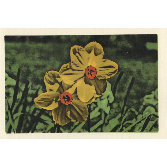Two Daffodils Postcard